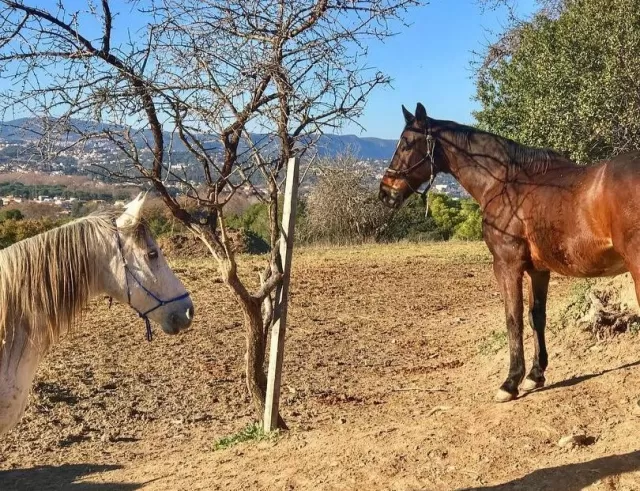 Ruta a caballo en el Parque Natural del Montseny